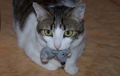 Brown and white cat with big yellow eyes lies down with a stuffed toy mouse in her mouth.