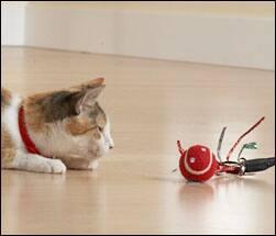 Cat playing