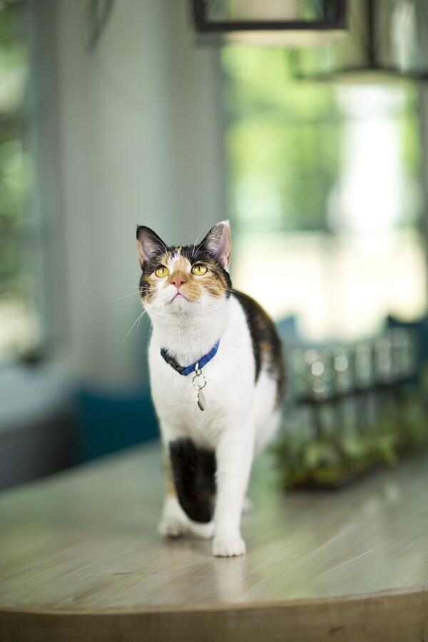 Cat image