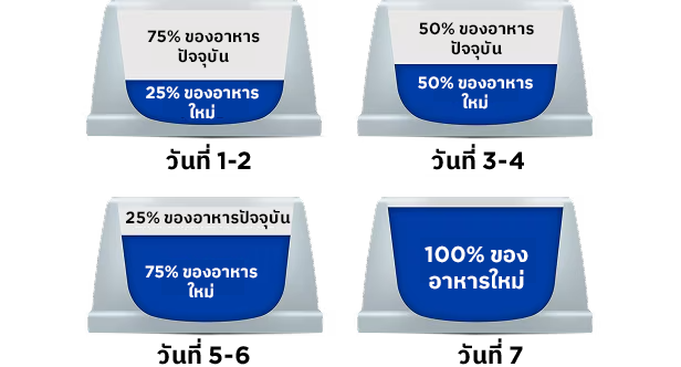 วิธีเปลี่ยนมาทานอาหาร Hill's ภายใน 7 วัน